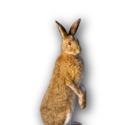 bunny rabbit at Taylor Head Provincial Park